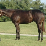 Im Fabulously Hot (Venus) - Out of Gracious N Fabulous (owned by Seaside Farm LP)
